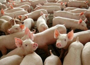 Leia mais sobre o artigo Mato Grosso quer uma alternativa para a desoneração do setor de suínos