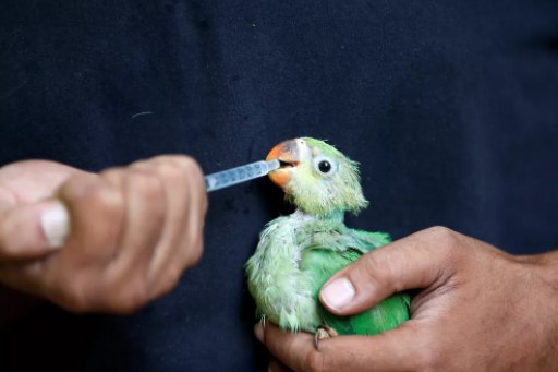 Você está visualizando atualmente Pássaros caem do céu na Índia que passa por onda de calor