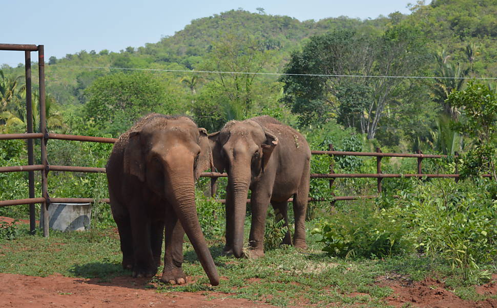 Você está visualizando atualmente Santuário de Elefantes Brasil, em MT, recebe duas elefantas asiáticas