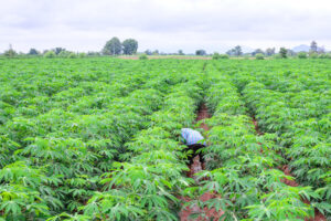 Leia mais sobre o artigo Senar-MT capacitará produtores rurais de mandioca no mês de Junho