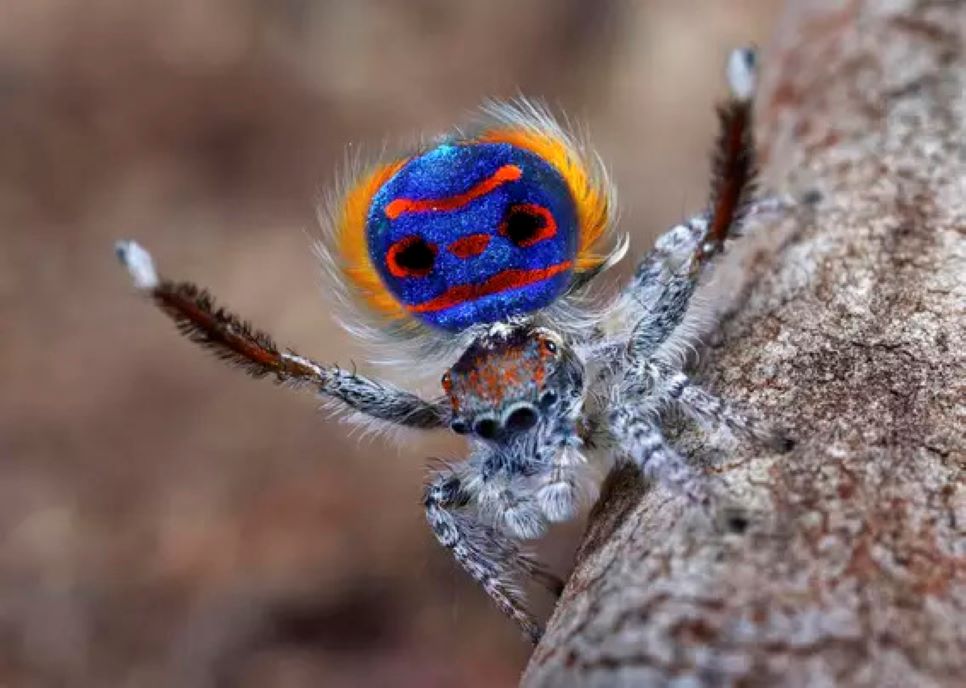 Você está visualizando atualmente Aranha-pavão “dança” e usa cores do corpo para atrair fêmeas