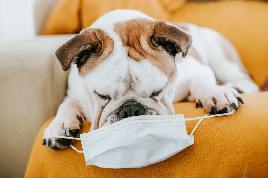 Você está visualizando atualmente Cães conseguem farejar Covid pelo suor humano