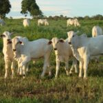 IMEA divulga pesquisa inédita sobre o perfil do pecuarista mato-grossense