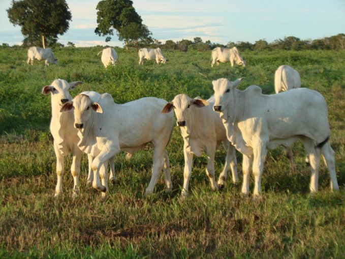 No momento, você está visualizando IMEA divulga pesquisa inédita sobre o perfil do pecuarista mato-grossense