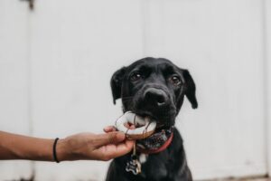 Leia mais sobre o artigo STJ vai julgar caso de pensão alimentícia para cachorros