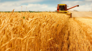 Leia mais sobre o artigo Brasil será autossuficiente em trigo em menos de uma década