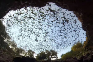 Leia mais sobre o artigo Vídeo de morcegos saindo de caverna viraliza nas redes