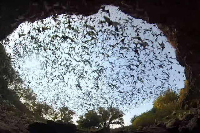 No momento, você está visualizando Vídeo de morcegos saindo de caverna viraliza nas redes