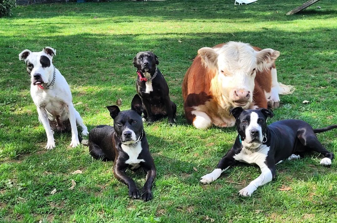 No momento, você está visualizando Cachorros adotam mini boi rejeitado pelo seu rebanho