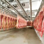 Exportações de carne suína fecham semestre em recuo superior a 54%