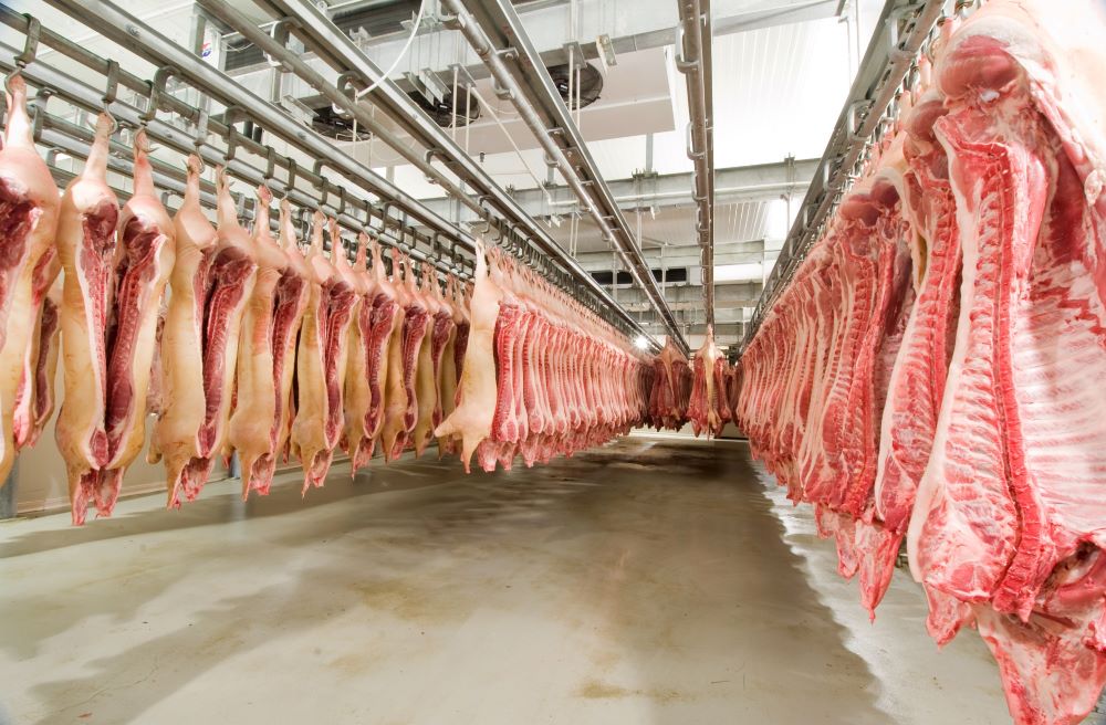 Você está visualizando atualmente Exportações de carne suína fecham semestre em recuo superior a 54%