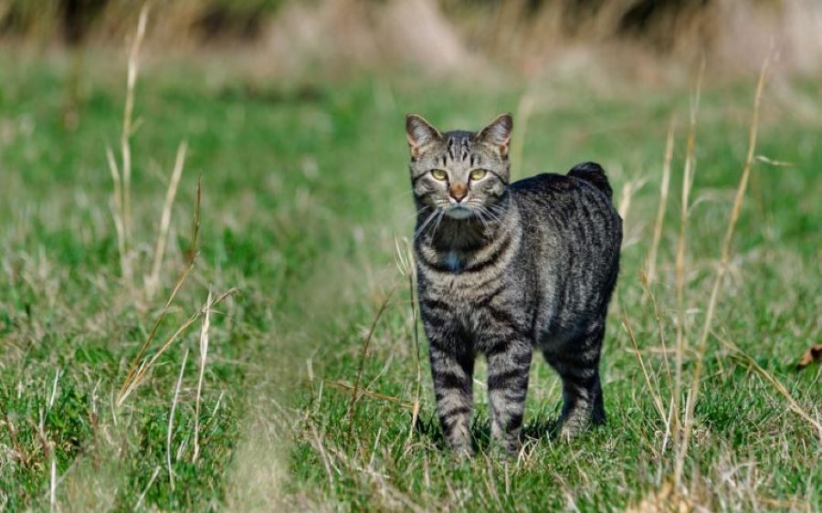 As raças de gato consideradas mais bonitas, segundo a ciência