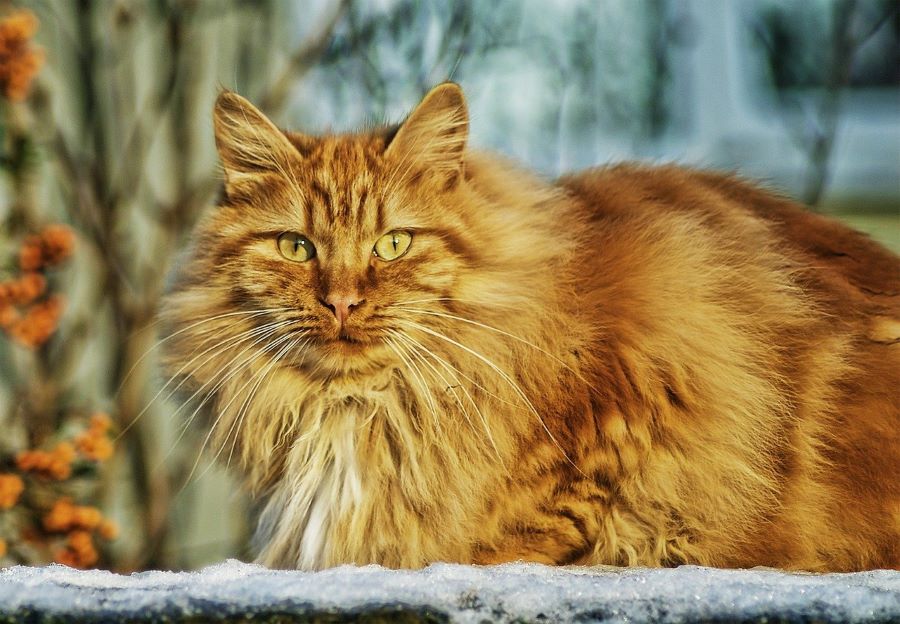 As raças de gato consideradas mais bonitas, segundo a ciência