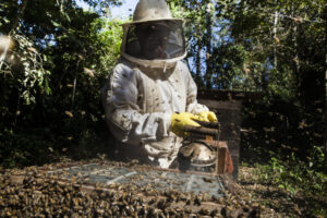 Leia mais sobre o artigo Senar-MT realiza os primeiros Dias de Campo de apicultura