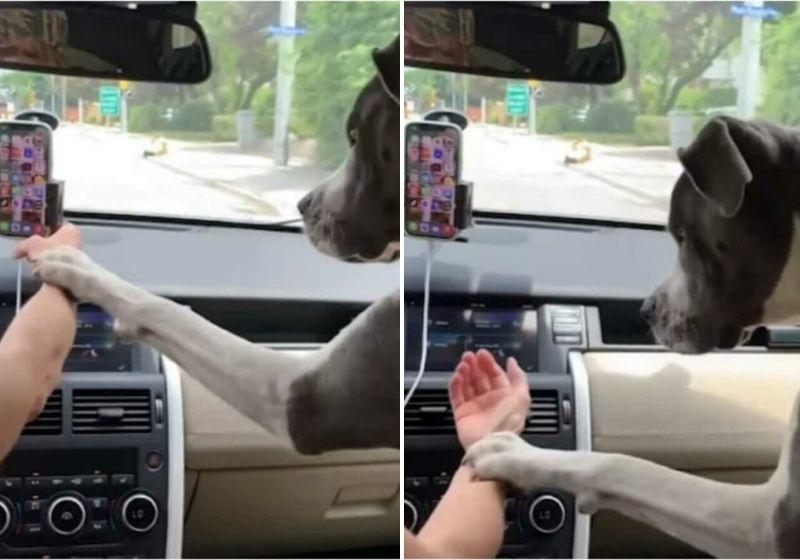 Você está visualizando atualmente Cão não deixa tutora usar celular enquanto dirige