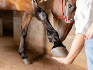 Leia mais sobre o artigo SENAR-MT: Manicure de cavalos é uma profissão que dá dinheiro