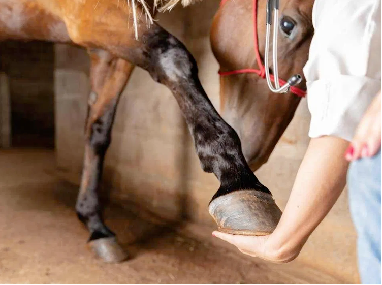 No momento, você está visualizando SENAR-MT: Manicure de cavalos é uma profissão que dá dinheiro