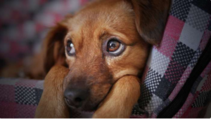 Leia mais sobre o artigo Situações que fazem seu cachorro perder a confiança em você