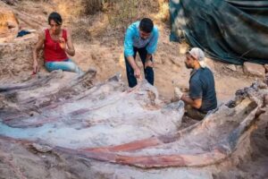 Leia mais sobre o artigo Enorme dinossauro saurópode é descoberto em Portugal