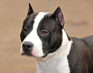 PITSKY: misturas entre as raças pit bull e husky siberiano