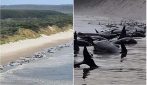 Leia mais sobre o artigo Mais de 200 baleias estão encalhadas na Tasmânia