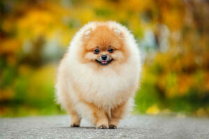 Leia mais sobre o artigo Pequenos e adoráveis, menores raças de cachorro do mundo