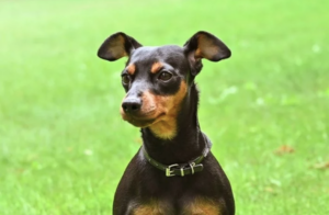 Pequenos e adoráveis, menores raças de cachorro do mundo