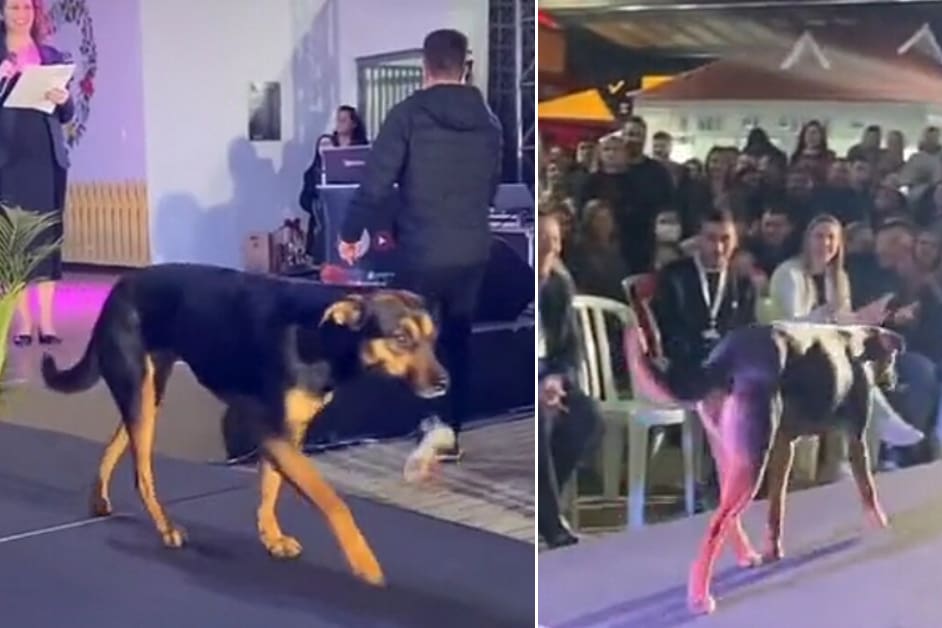 Você está visualizando atualmente Vira-lata invade desfile Miss Paraná e é aplaudido pelo público