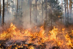 Leia mais sobre o artigo Defesa Civil Nacional alerta para secas e incêndios florestais