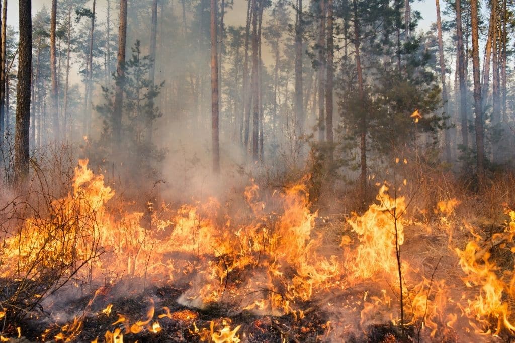 No momento, você está visualizando Defesa Civil Nacional alerta para secas e incêndios florestais