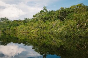 Leia mais sobre o artigo DIA DA AMAZÔNIA: Símbolo de preservação da riqueza natural