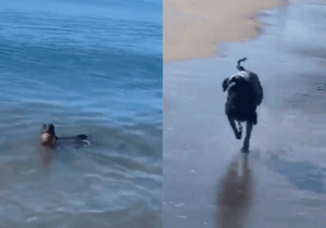 Leia mais sobre o artigo Foca e cão são filmados brincando na praia e vídeo viraliza