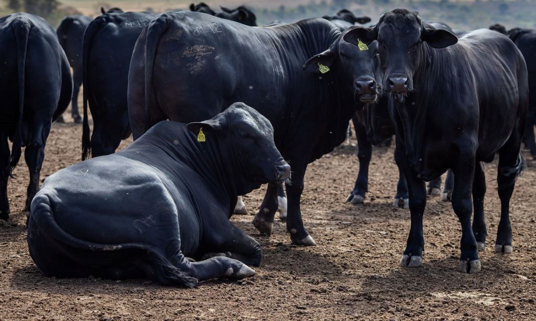 No momento, você está visualizando Rebanho bovino nacional teve aumento de 3,1% em 2021