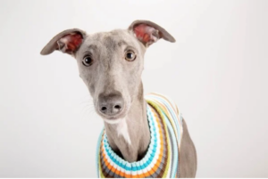 Leia mais sobre o artigo Cachorros para quem mora sozinho, conheça 5 raças perfeitas