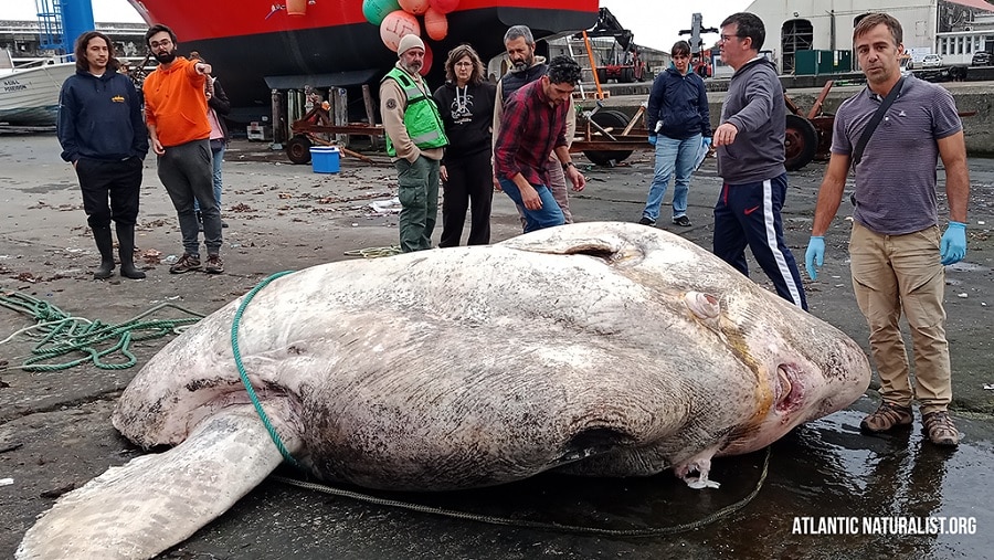 Você está visualizando atualmente Criatura de quase 3 toneladas é o maior peixe ósseo já descoberto