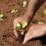 Agricultores familiares relatam dificuldade de acesso ao Pronaf