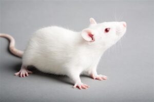 Leia mais sobre o artigo Cientistas recuperam visão de roedores em novo experimento