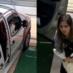 Tutora não acredita na travessura que seu cachorro aprontou