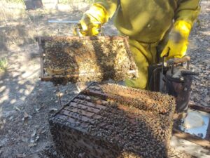 Leia mais sobre o artigo ATEG: Apicultor produz uma tonelada de mel após orientações