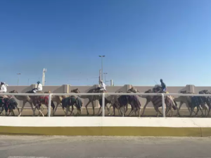 Leia mais sobre o artigo Corrida de camelos é o verdadeiro esporte do Catar