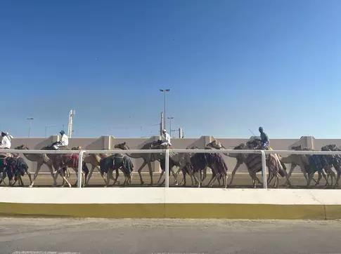 Você está visualizando atualmente Corrida de camelos é o verdadeiro esporte do Catar