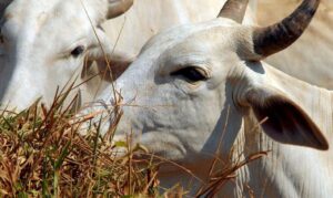 Leia mais sobre o artigo Abate de bovinos tem alta de 11,2% no terceiro trimestre