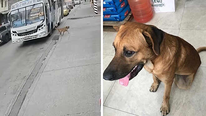 Você está visualizando atualmente Cachorro pega ônibus todos os dias para visitar donos no trabalho