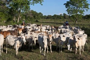 Leia mais sobre o artigo Cuiabá sedia ‘3º Encontro de Produtores da Fazenda Sustentável’