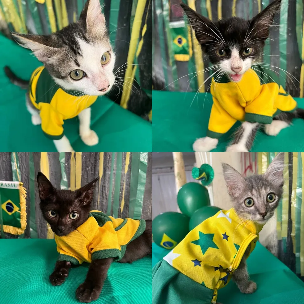 Você está visualizando atualmente ONG de MT batiza pets com nomes de jogadores convocados