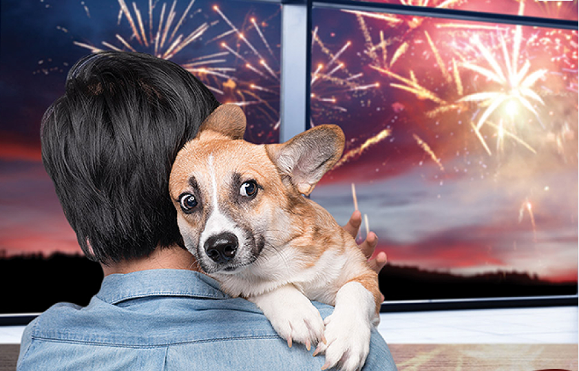Você está visualizando atualmente PET: Veterinário explica como protegê-los dos fogos de artifício