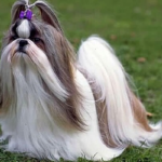 Shih-tzu volta irreconhecível do pet shop e vídeo viraliza