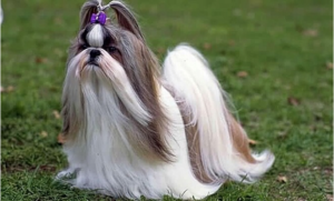 Leia mais sobre o artigo Shih-tzu volta irreconhecível do pet shop e vídeo viraliza