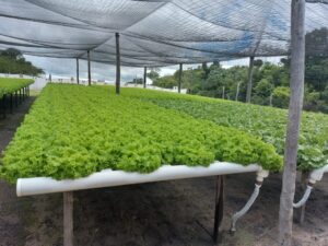 Leia mais sobre o artigo Empaer fomenta produção de hortaliças em hidroponia na região