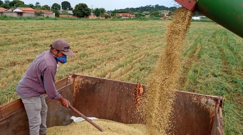 Você está visualizando atualmente Exportações de arroz ultrapassam 1,8 milhão de t em 2022